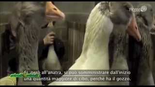 Speciale Foie Gras per “AnimalieAnimali” – Tv2000