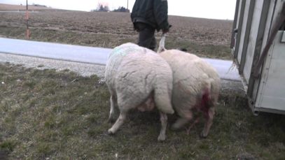 The cruel lamb industry. A baby being separated from his mother.