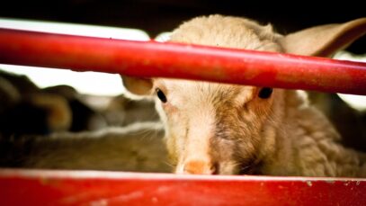 The short life of lambs – Animal Equality Undercover Investigation