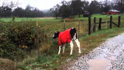 Theo Goes to New Pasture