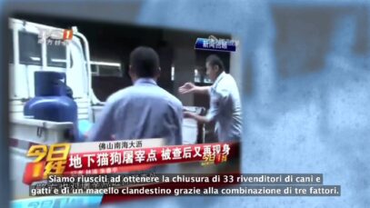 Vittoria in Cina! Chiusi 33 rivenditori ed 1 macello di carne di cane e gatto