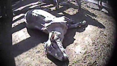 Auction Atrocities – Shocking Undercover Investigation Exposes Animal Cruelty