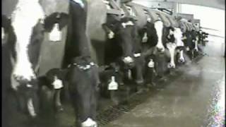 Cruelty at New York’s Largest Dairy Farm