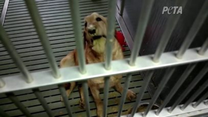 Dogs in Agony at University Need Your Help