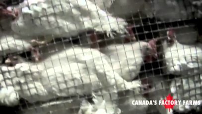 Heartless:  Inside Canada’s Factory Farms