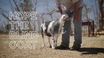 Hope the Blind Goat