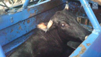 Horrific Cruelty Filmed in Kosher Slaughterhouses