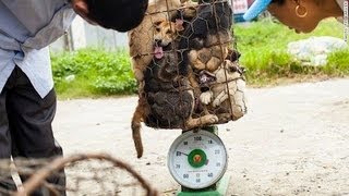 Inferno sulla Terra – Commercio di carne di cane in Thailandia.sub ita