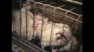 Inside Ohio’s Largest Egg Factory Farm