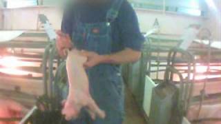 Investigation Reveals Cruelty at Pig Factory Farm