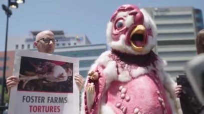 Meet “Abby the Abused Chicken.” She’s exposing the truth about chickens killed for meat.