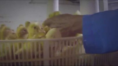 MUST SEE: Secret Video Exposes Horrific Animal Abuse at Duck Factory Farm