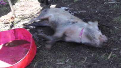 Polly Piglet making herself a mud bath :)