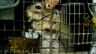 Sharon Osbourne Exposes Cruel Chinchilla Fur Trade