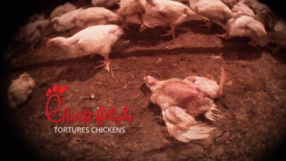 SHOCKING! Chick-fil-A Suppliers Caught on Hidden-Camera Torturing Animals