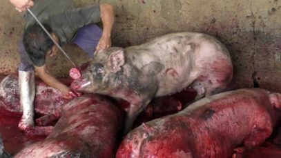 The Mexican Government Owns Slaughterhouses (And They’re Way Worse Than You Think)