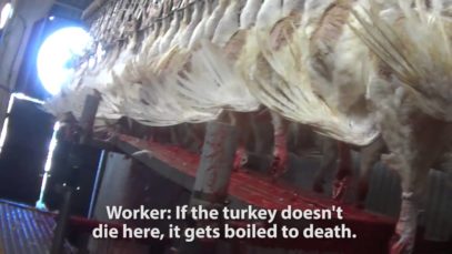 This Will Make You Think Twice About Your Turkey Sandwich