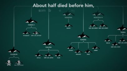 Tilikum: SeaWorld’s Former Breeding Machine