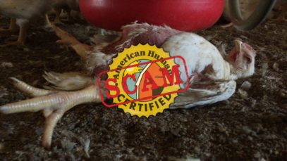 WATCH: Shocking Animal Abuse Exposed at “American Humane Certified” Foster Farms Slaughterhouse