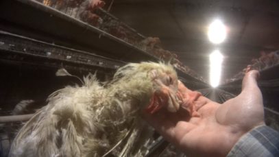 WATCH: The Video the Rotten Egg Industry Doesn’t Want You to See