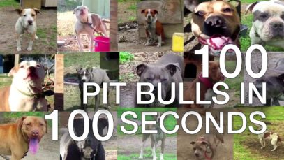 100 Pit Bulls in 100 Seconds