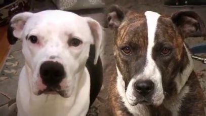 A Lifetime Alone: Chained Dog vs. Family Dog