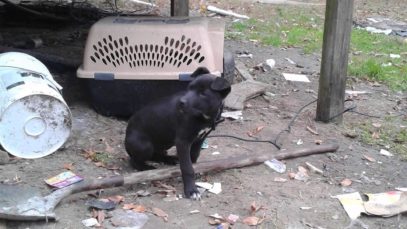 From Abandoned to Adored – Neglected Dog Swoons Over New Family