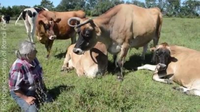 Happy Cows