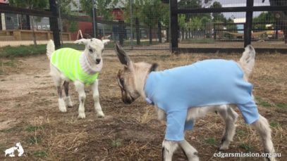 Heads Up! Goats are cute!!