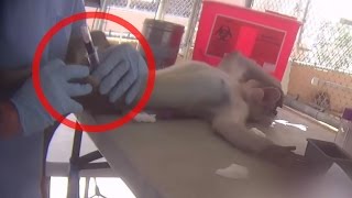 Monkeys Abused by Notorious Laboratory Dealer | A PETA Eyewitness Investigation