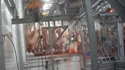 Abattoir d’exportation Tielt – franse ondertiteling –