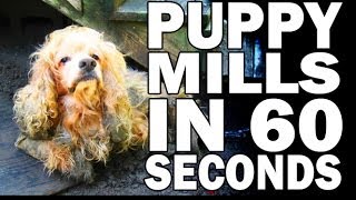 Puppy Mills in 60 Seconds Flat