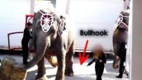 Shrine Circus Bullhook Abuse