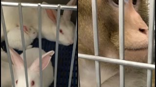 Rabbits Mutilated, Monkeys Driven Mad in University Labs