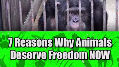 7 Reasons Animals Deserve Freedom Now