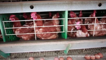 A First Look into Brazil’s Cruel Egg Industry