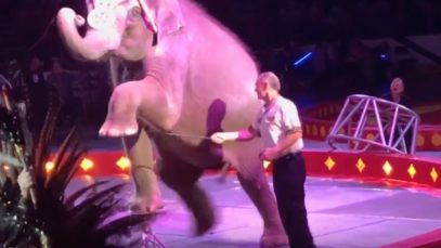 Aggressive Bullhook Use on Young Elephant at Shrine Circus