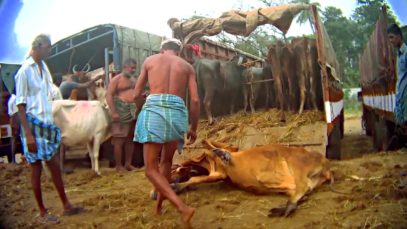 Animal Equality Exposes Cattle Markets in India