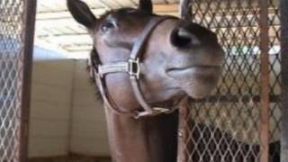 Eight Belles Cousin Saved From Slaughter