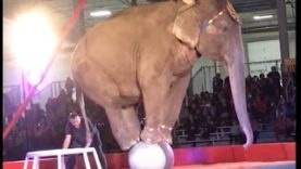 Shrine Circuses Work With Animal Abusers