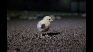 Life on Germany’s Chicken Farms: 42 Days in Hell