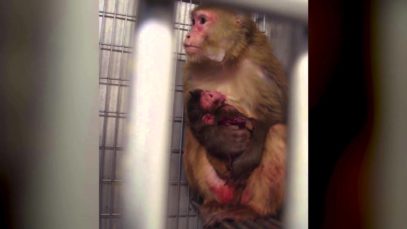 Baby Animals in Laboratories in 60 Seconds Flat