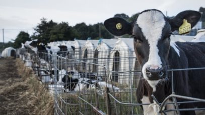 iAnimal – The dairy industry in 360 degrees, narrated by Evanna Lynch