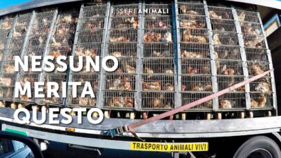 Terribile trasporto di galline verso il macello