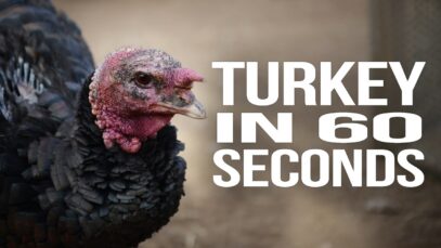 Turkey in 60 Seconds