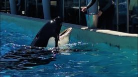 Another Orca at SeaWorld May Be Dying