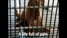 Dogs Are STILL Being Experimented On for No Reason