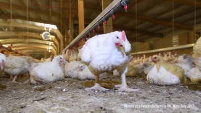 Exposed: Cruelty to chickens destined for Nando’s, Asda & Lidl