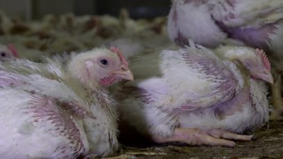 100% Cruelty on Italian Chicken Farms