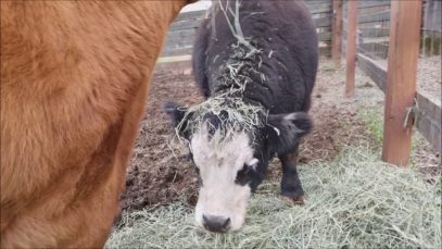 Blind Cow Daffodil Drops Food on Azalea’s Head